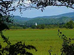 Salföld