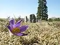 Pulsatilla vulgaris, pohřebiště Åsa