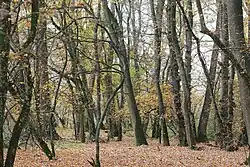 Raškovský luh