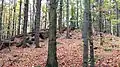 Jeden z kamenitých vrcholů na Krucza Kopa (Rabenkoppe, Krkavčí kupa/vrch)