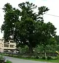 Radešovská lípa