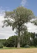 Topol bílý v rajhradské bažantnici
