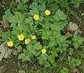 Habitus