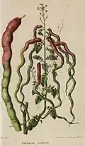 F. Yerna: Raphanus caudatus; litografie, Revue horticole 1866