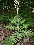Vratička Botrychium virginianum