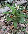 rostlina
