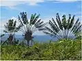 Ravenala madagaskarská v horách východního Madagaskaru