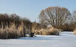 Pohled na ptačí budku v rákosí v zimě