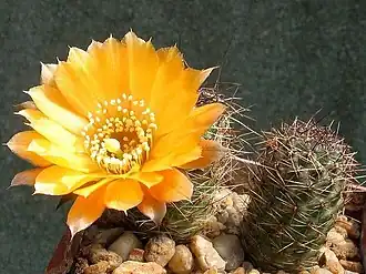 Rebutia einsteinii je nejvýše rostoucí kaktus. Mediolobivia.