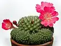 Rebutia minuscula je první objevený a často pěstovaný druh. Rebutia.