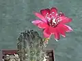 Rebutia pauciareolata je novější, velmi pěkný druh. Mediolobivia.