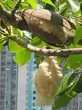 Plody Bombax ceiba, zdroj indického kapoku