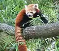 Panda červená