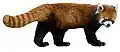 Panda červená