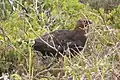 Poddruh bělokur skotský (Lagopus lagopus scotica) v národním parku Yorkshire Moors v Anglii