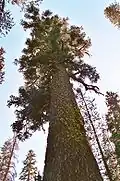 Jedle nádherná, velký starý strom, v přírodní rezervaci Lassen National Forest, v severní Kalifornii.