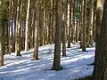 Borovice smolná, jeden ze symbolů státu (sever Minnesoty)