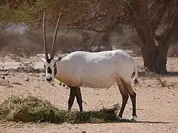 Přímorožec arabský