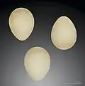 Regulus regulus inermis