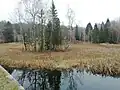 Remízek v blízkosti hráze Maxovského rybníka