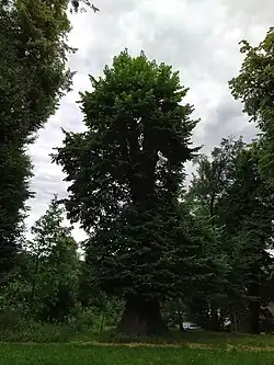 Zámecká lípa