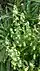 Reseda phyteuma