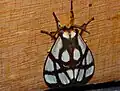 Můra Anaphe reticulata