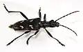 Tesařík dvoupásovaný (Rhagium bifasciatum)
