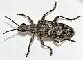 tesařík korový (Rhagium inquisitor)