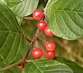 Krušina olšová (Frangula alnus)