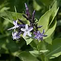 Květy Amsonia orientalis
