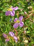 Kotevnice Rhexia virginica