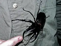 Chalcosoma moellenkampi