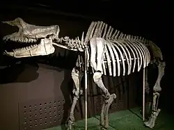 Rhinotitan