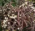 Násada plodů Rhipsalis baccifera