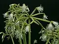 Rhipsalis cereuscula patří mezi často pěstované