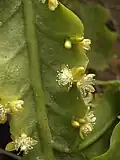 Rhipsalis crispimarginata má široký stonek a více květů z jedné areoly