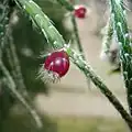 Rhipsalis pilocarpa často pěstovaný ochlupený druh