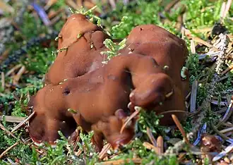 Rhizina undulata