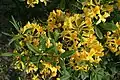 Pěnišník Rhododendron luteum v Botanické zahradě v Minsku