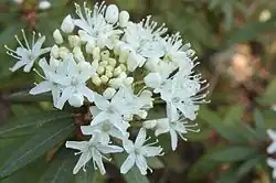 Rojovník bahenní (Rhododendron tomentosum)[12]