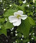 Růžovec zákulovitý (Rhodotypos scandens)