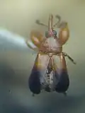 Samec brouka Rhopalotria dimidiata