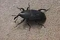 Nosatcovitý brouk Rhynchophorus palmarum