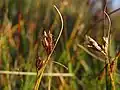 Rhynchospora fusca