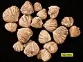 Rhynchotrema dentatum z ordoviku