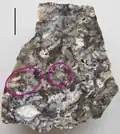 Oddenky druhu Horneophyton lignieri s rhizoidy