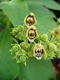 Nenápadné květy Rhytidophyllum tomentosum naplněné nektarem