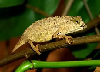 Brokesie krátkoocasá (Rieppeleon brevicaudatus)