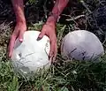 Hymenofor s výtrusným rouškem je uvnitř plodnice; pýchavka obrovská (Langermannia gigantea)